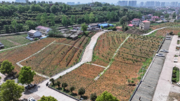 邵陽市北塔區發展中藥材種植 拓寬群眾致富路
