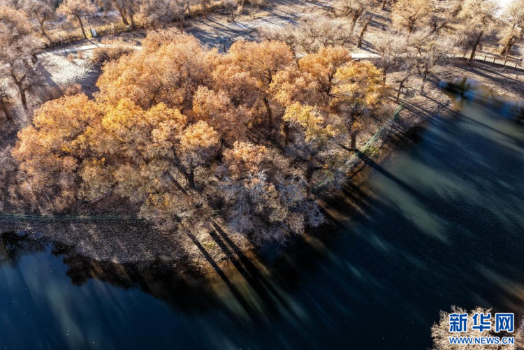 美麗中國丨額濟納：晚秋胡楊美_fororder_新華9