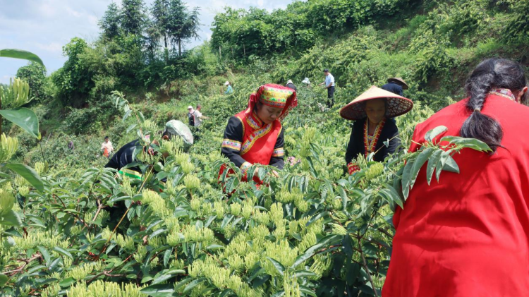 湖南新寧“金花”幫助群眾增收致富_fororder_圖片1