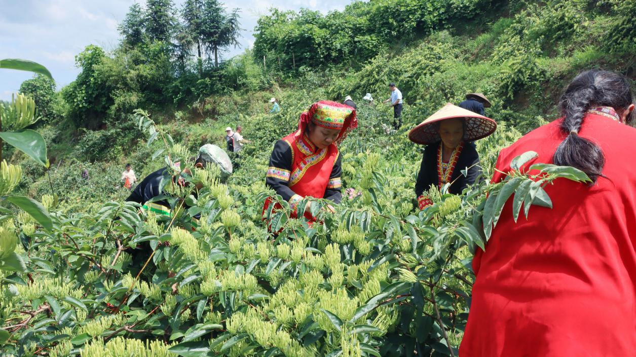 湖南新寧“金花”幫助群眾增收致富_fororder_圖片1