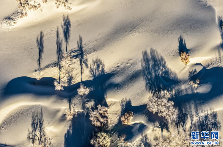 美麗中國丨額濟納：晚秋胡楊美_fororder_新華4