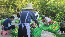 特色産業“三駕馬車”拉動湖南衡陽縣村集體經濟發展