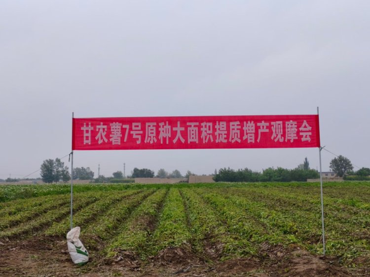 甘肅武威：“甘農薯7號”原種産量創新高_fororder_2