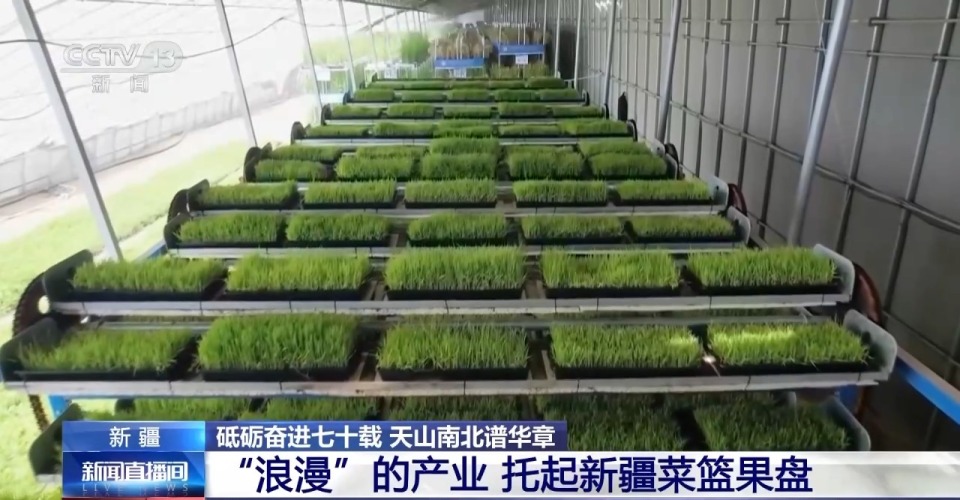 砥礪奮進七十載 天山南北譜華章丨沙漠上的“浪漫”産業 托起新疆菜籃果盤