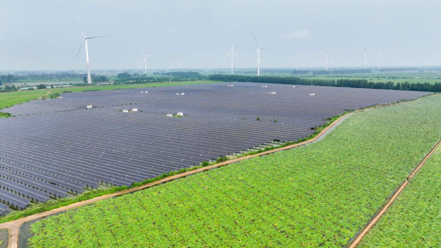 International Student Explores Green Secrets of "Agrophotovoltaics" in Euryale Ferox Fields_fororder_圖片34