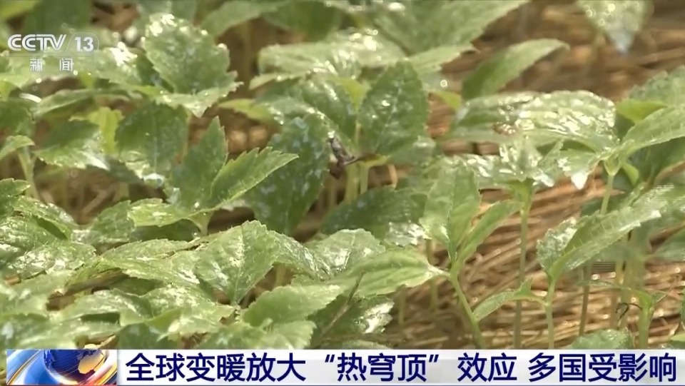 多國氣溫破紀錄 大氣環流異常導致極端高溫天氣