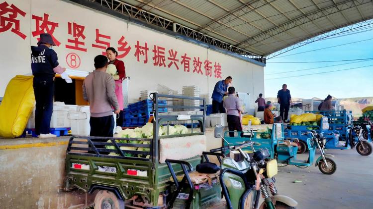 臨夏永靖:昔日“黃河灘”今朝“菜籃子” 湟水河畔的綠色“脈動”_fororder_3