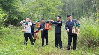 湖南南山國家公園候選區放歸五隻國家二級重點保護野生動物畫眉鳥