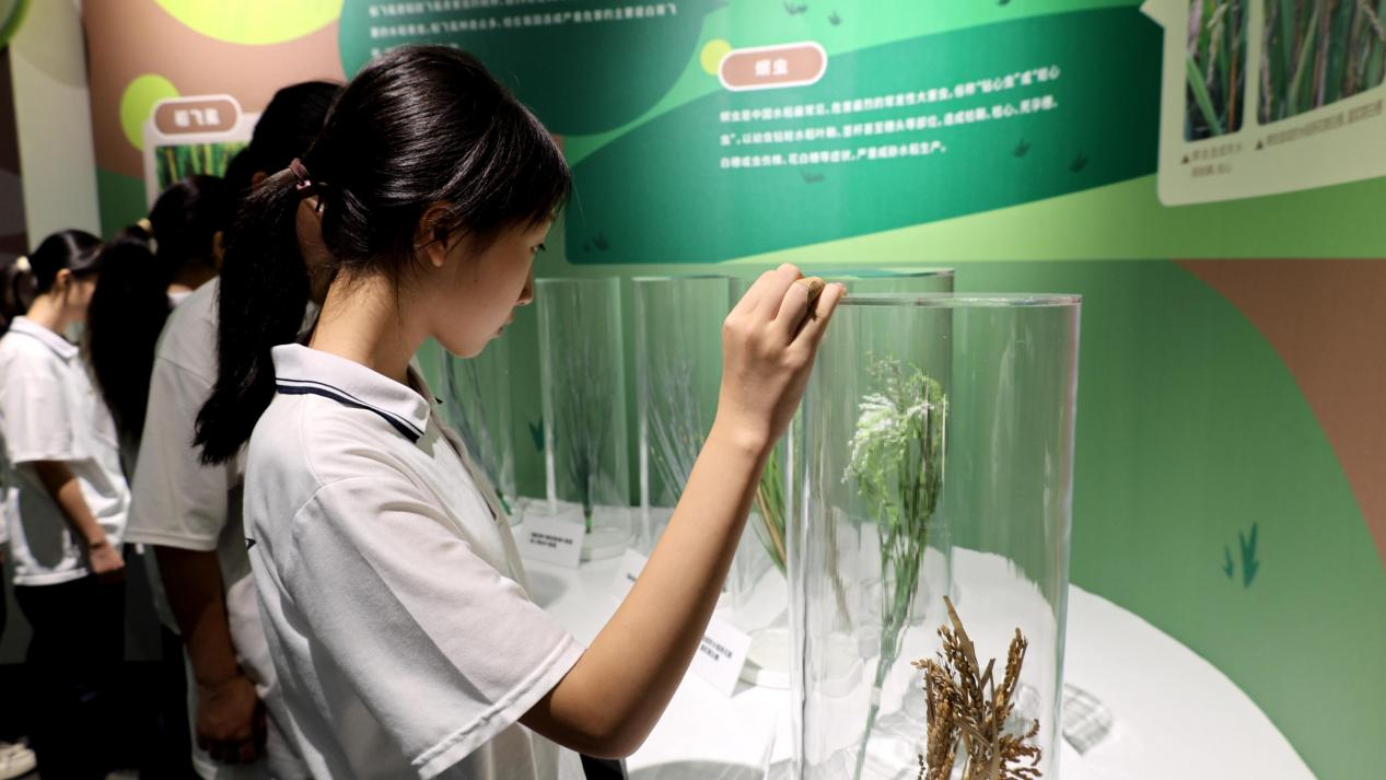 湖南衡陽縣學子打卡糧食科技博覽館 引領愛糧節糧好風尚_fororder_1