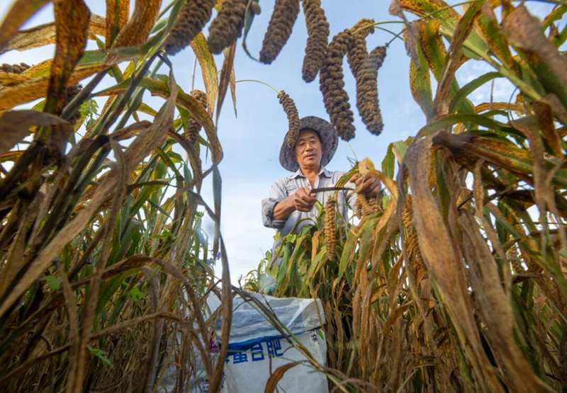 '황금좁쌀' 풍년 맞이한 옌타이 푸산, 추수 풍경화 펼쳐져_fororder_圖片2