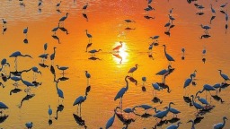 盛夏洞庭鳥語歡
