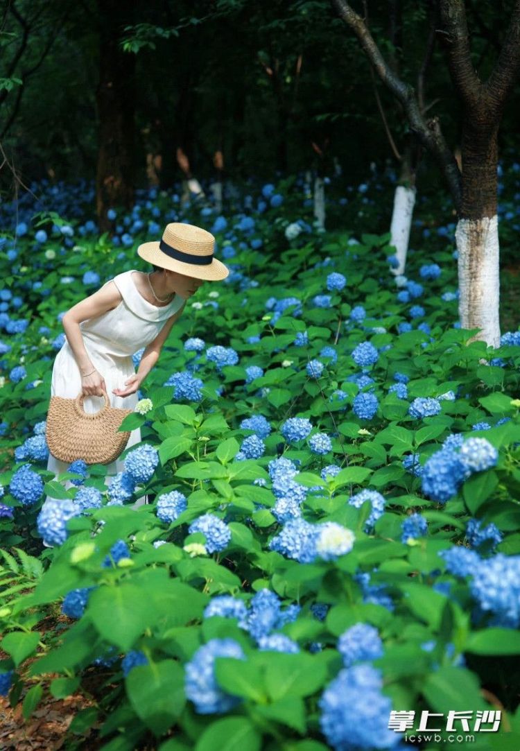 組圖｜滿園繡球花 等你來打卡_fororder_3