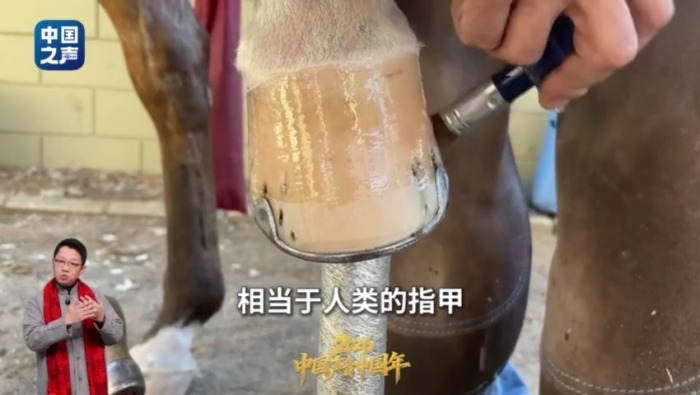 中國聲音中國年丨修馬蹄時 馬到底會不會疼？