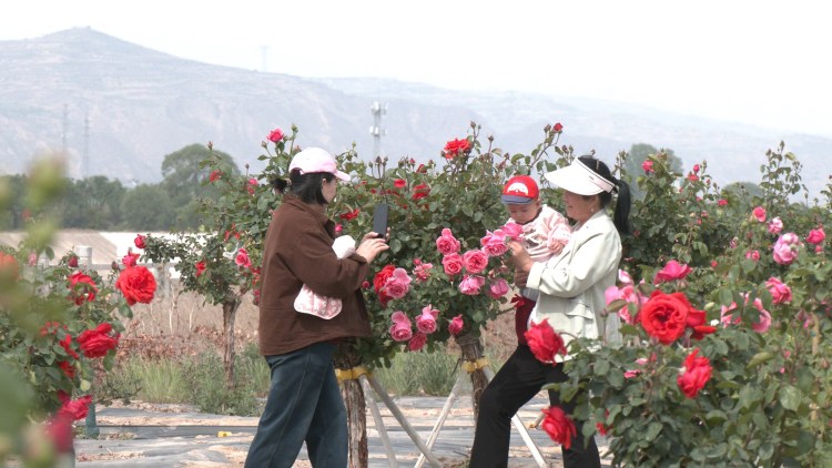 天水甘谷：繁花如海扮靚城市生活 生態綠廊美成“詩和遠方”_fororder_遊客在月季花前打卡拍照
