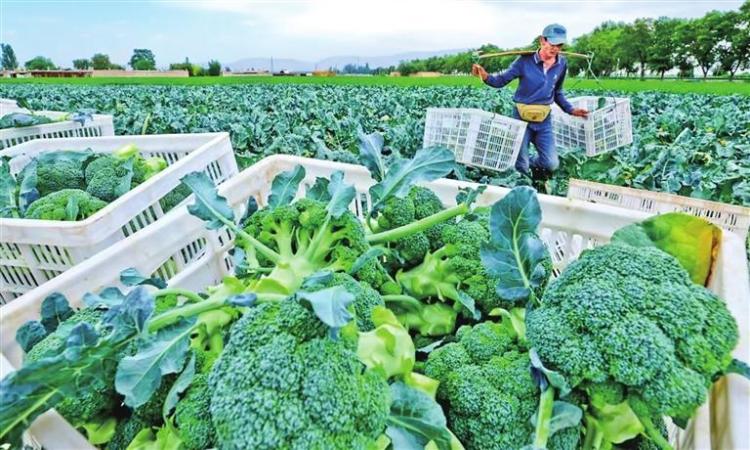 張掖：讓綠水青山真正成為金山銀山
