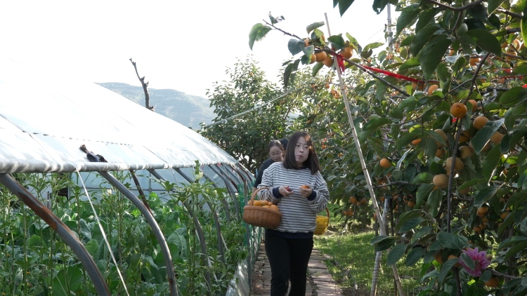 天水甘谷：碩果盈枝晃如燈 “柿”氣飄香引客來_fororder_C1337.MP4_snapshot_00.08.438