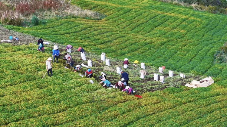 定西:岷縣當歸種子種苗的“芯”願_fororder_b92a5978cea187925f4cc56a60c56a0c