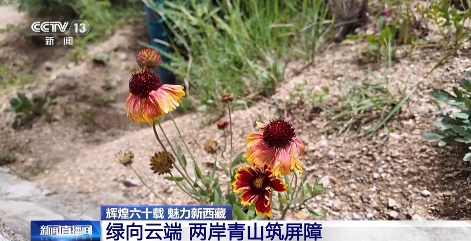 4年栽植苗木1.2億多株 看拉薩高原如何披“綠裝”