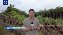 總臺現場直擊丨颱風“韋帕”再次登陸越南 造成大量破壞