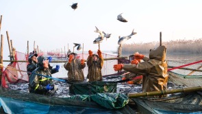 安徽五河：天井湖迎來冬捕季