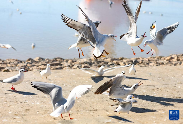 秋日烏海 人鷗同樂_fororder_20251101795fe1fe5c27464893f63c839e055b43_2025110179c1a2d03f784ea9aeef111f3e09f52e