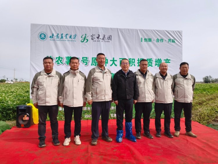 甘肅武威：“甘農薯7號”原種産量創新高_fororder_1