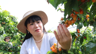 黃山市徽州區：立夏至採摘遊火熱 農旅融合繪就鄉村新圖景