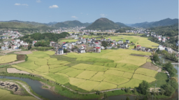 湖南新寧晚稻開鐮迎豐收  集體經濟結碩果