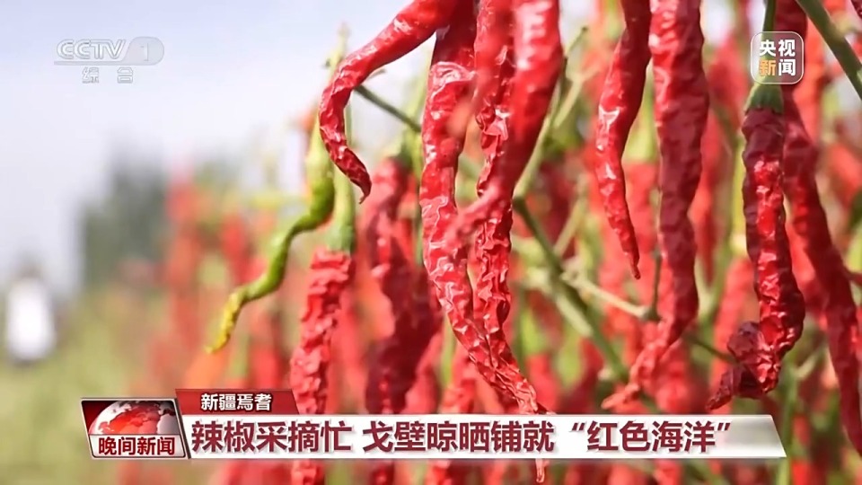 金秋時節好“豐”景 田間地頭搶收忙
