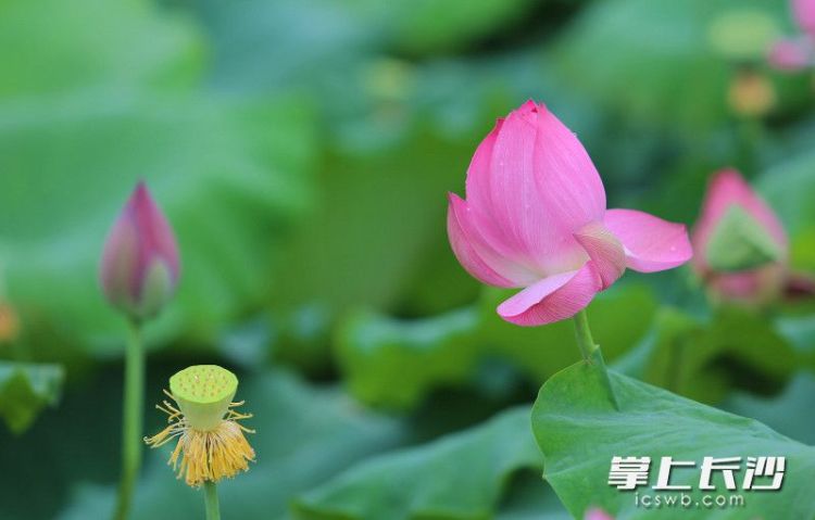 映日荷花別樣紅，長沙這些地方開啟夏日賞荷季_fororder_2