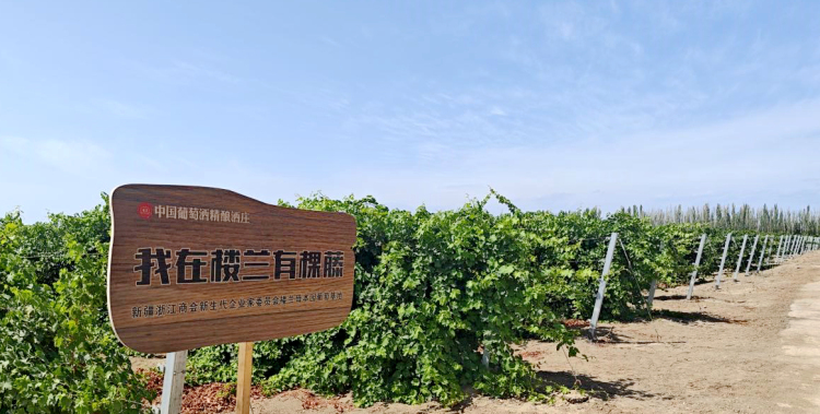 新疆吐魯番：小葡萄串起大産業