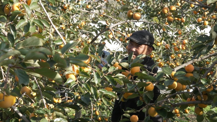 天水甘谷：碩果盈枝晃如燈 “柿”氣飄香引客來_fororder_C1323.MP4_snapshot_00.02.451