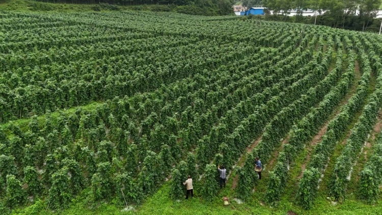 天水甘谷：沃野田疇綠意濃 高原架豆收穫忙_fororder_6