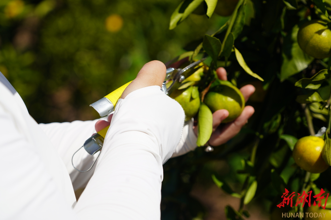 品亞運柑橘,賞千島湖景!10月26日一起到安化寶塔山組個“橘”_fororder_3