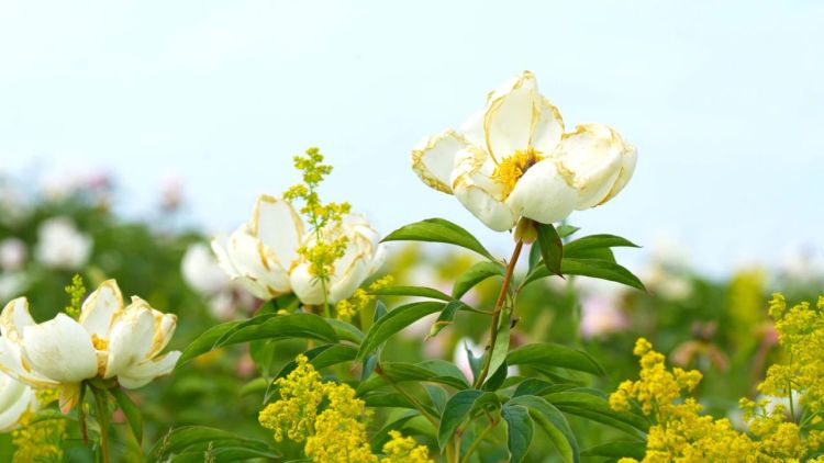 額爾古納市：芍藥花開引客來_fororder_2