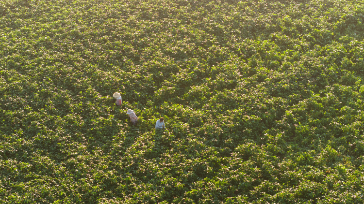 蚌埠市五河縣：初秋種菜忙_fororder_66