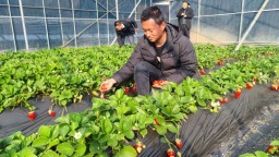 【新春走基層】種“好”草莓 過“好”生活