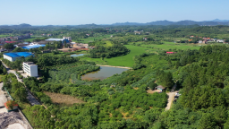 湖南衡陽縣水蜜桃新品種上市 夏日採摘引客來