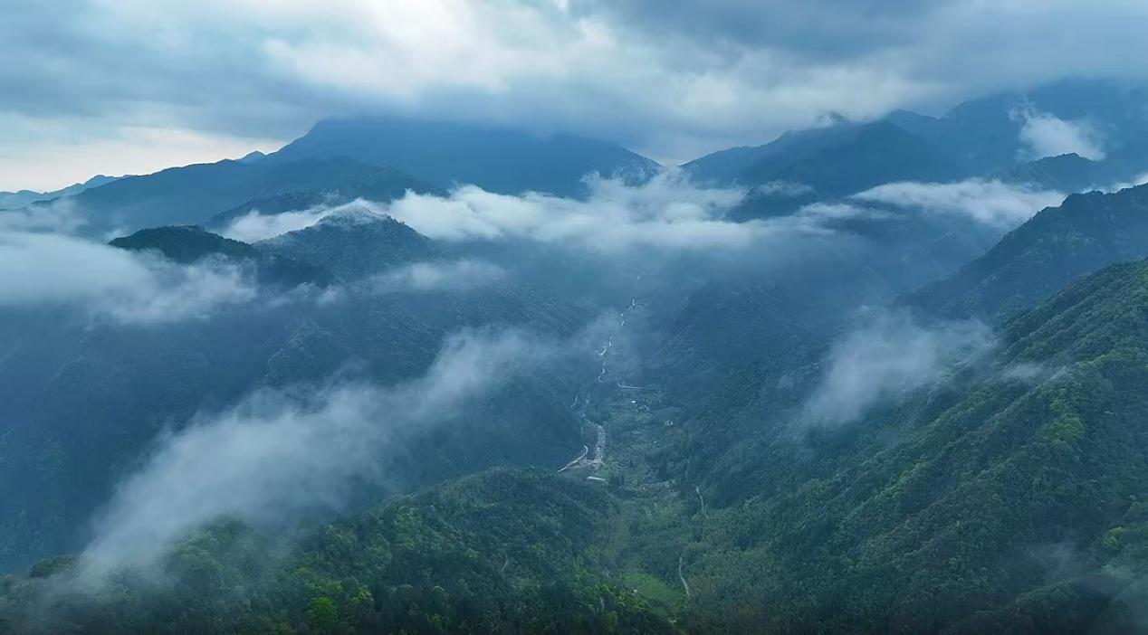 湖南新寧首現大規模水晶蘭群落_fororder_111