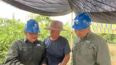 Reliable Power Boosts Bumper Peach Harvest in Nanyang