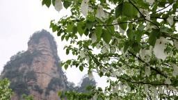 圖片默認標題