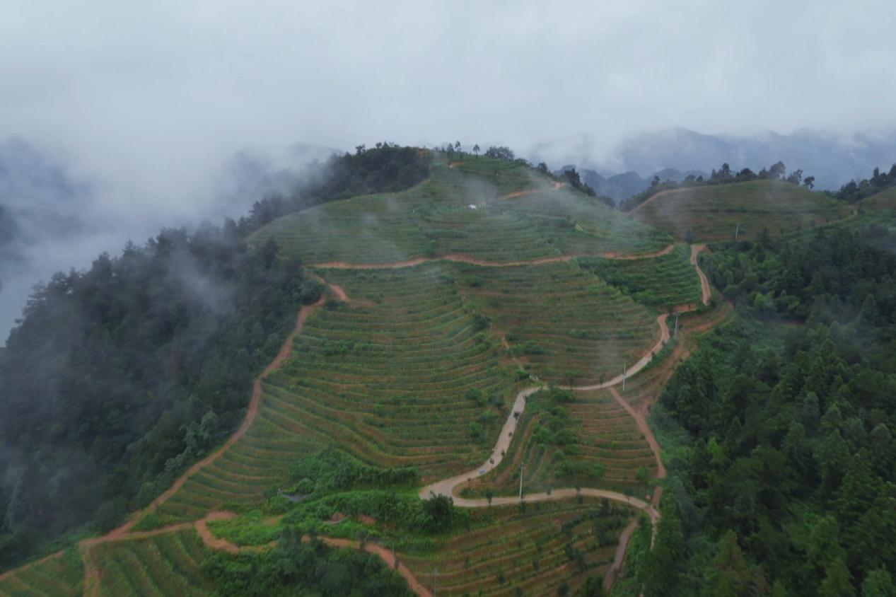 一城高山薈精華 一步一景品農香——從湖南(城步)高山農業博覽會看農業躍升之路_fororder_3