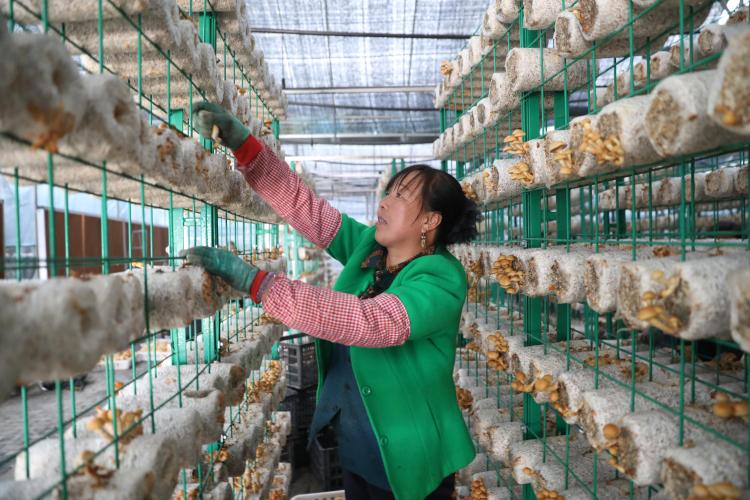 天水市清水縣：小菌菇大“蘑”力 撐起鄉村振興“致富傘”_fororder_白沙鎮桑園村滑子菇采收了2(1)