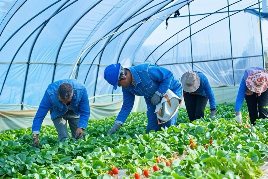 Electric Power Boosts Modern Agriculture and Rural Revitalization_fororder_圖片4