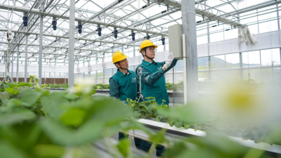 State Grid Cixi Power Supply Company: Community Managers Safeguard 'Aerial Strawberries' for Rural Revitalization
