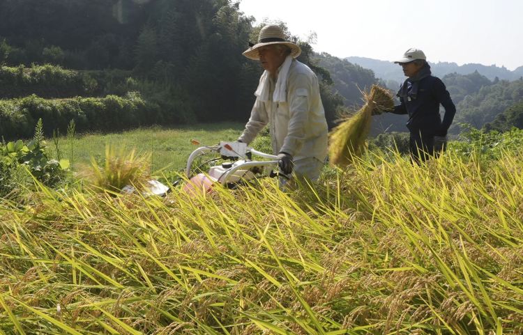 深觀察丨“大米危機”撼動日本政壇