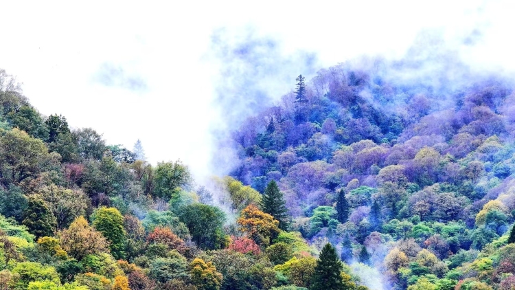 隴南宕昌:“智慧+服務”繪就文旅融合新圖景_fororder_b224e34c28e531d191978a5a0f1f65e7