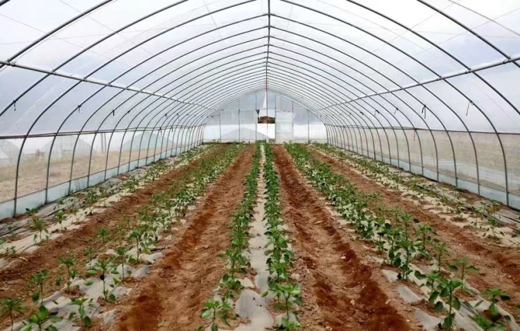 天水秦安：馬河村大棚辣椒綠意濃 特色産業助農興_fororder_綠辣椒種植大棚