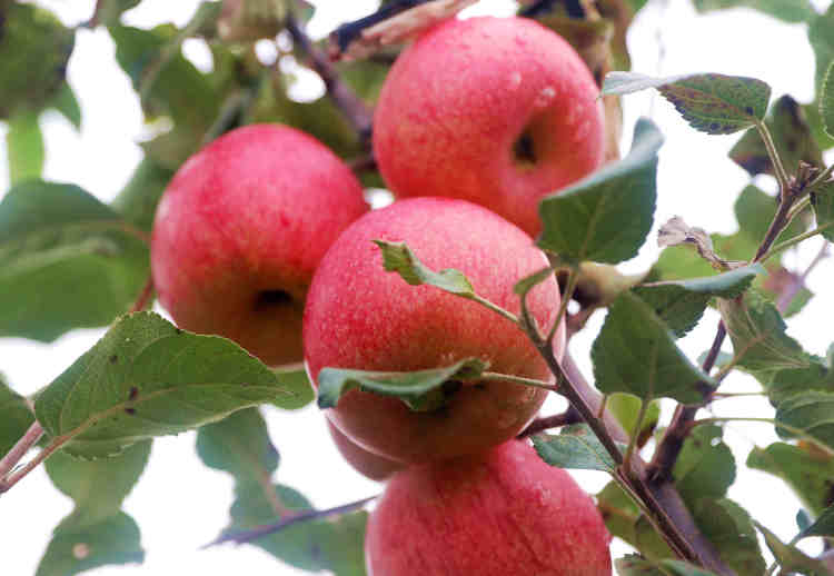 天水清水：直播架到田間頭 清水農産産銷旺