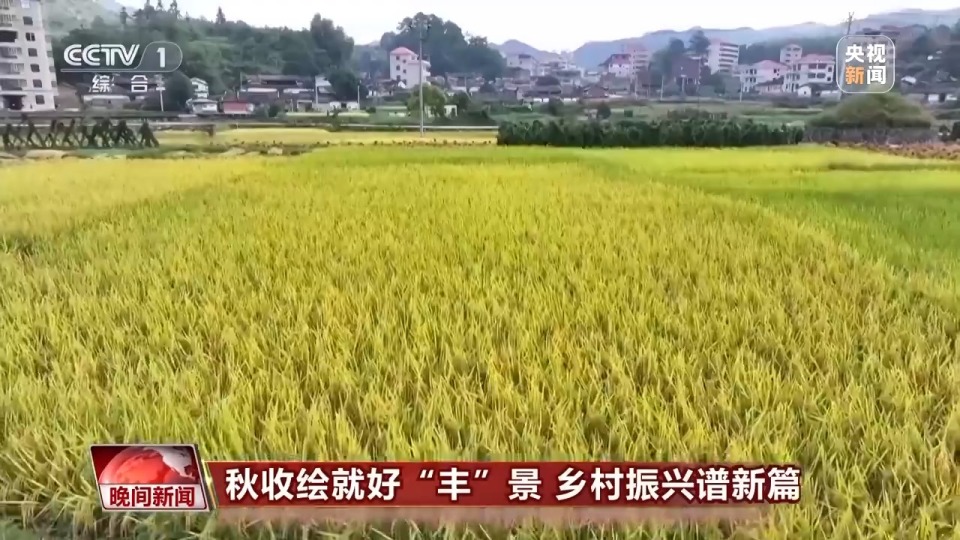 金秋時節好“豐”景 田間地頭搶收忙